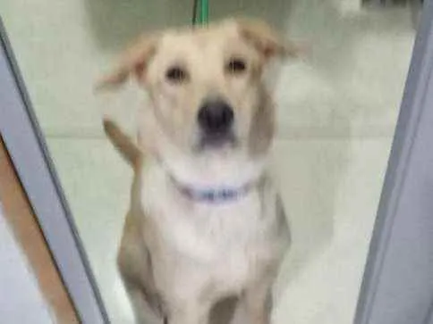 Cachorro ra a Labrador hetriver idade 1 ano nome Bêlla