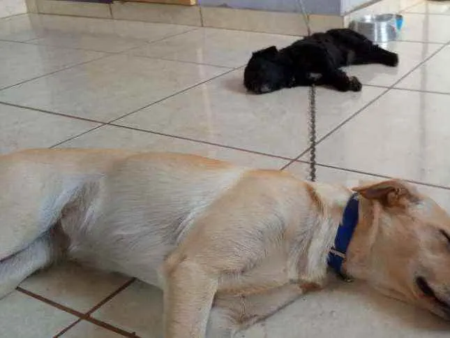 Cachorro ra a Labrador hetriver idade 1 ano nome Bêlla