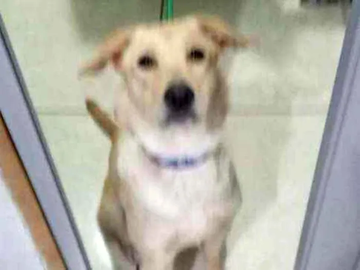 Cachorro ra a Labrador hetriver idade 1 ano nome Bêlla