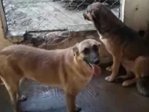 Cachorro raça Pastor Malinois idade 3 anos nome Cheetara e filhote