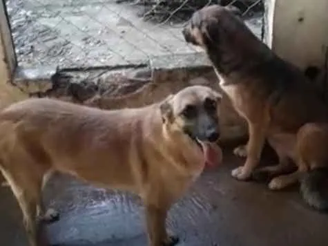 Cachorro ra a Pastor Malinois idade 3 anos nome Cheetara e filhote