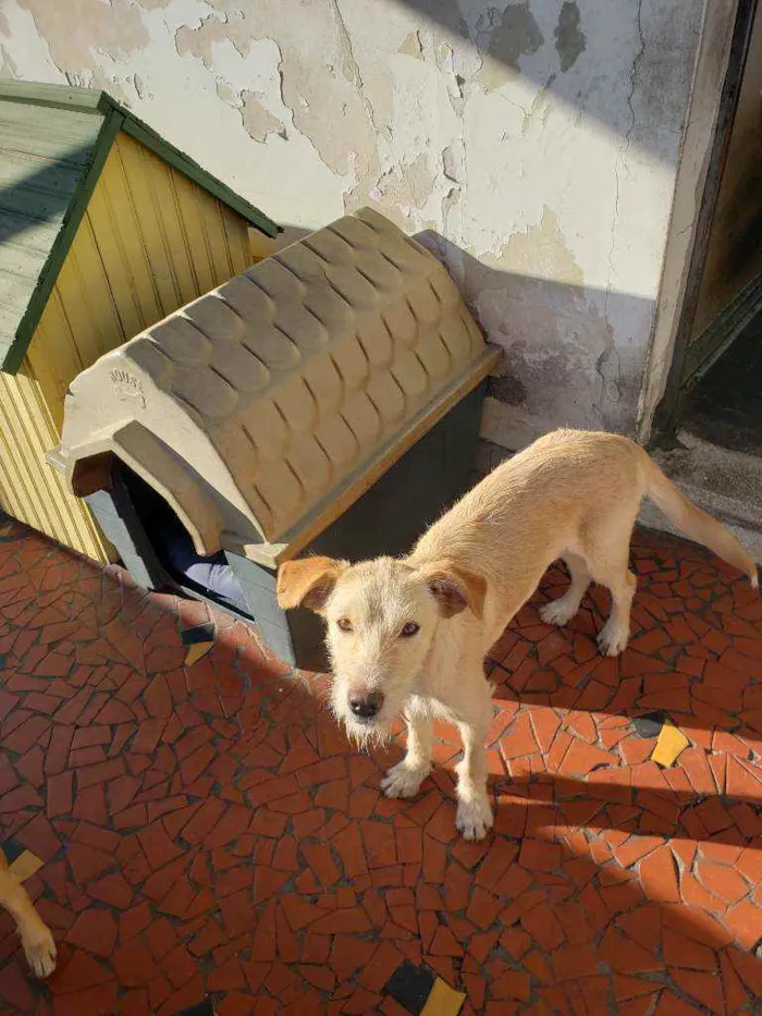 Cachorro ra a Srd idade 7 a 11 meses nome Macadâmia