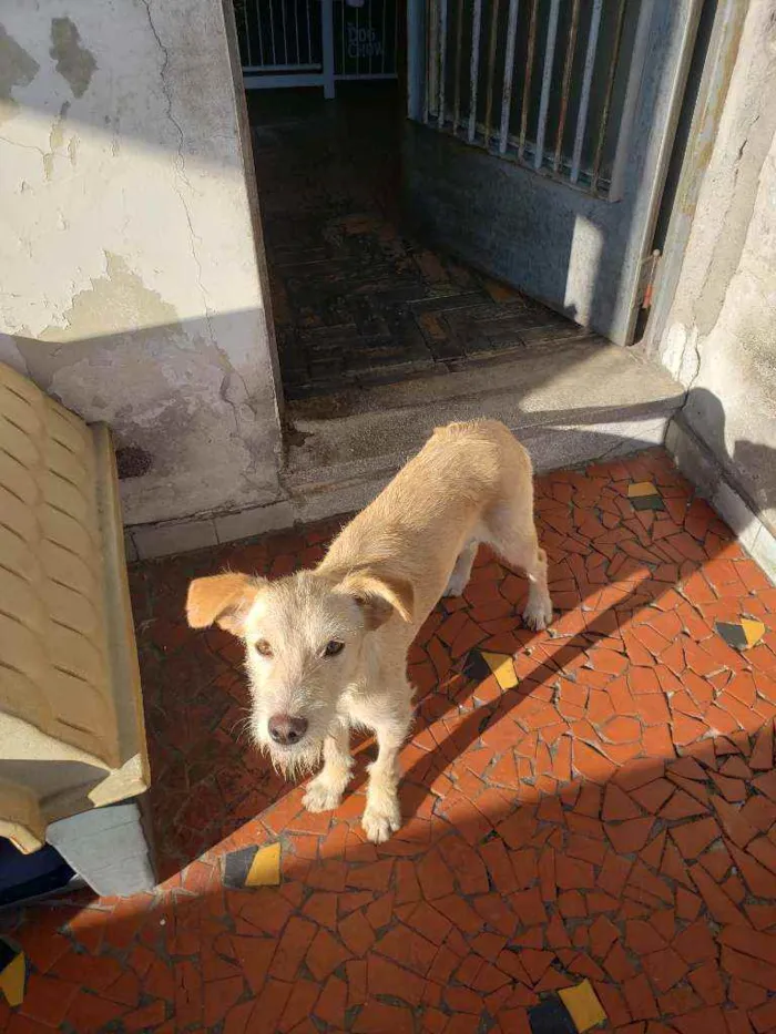Cachorro ra a Srd idade 7 a 11 meses nome Macadâmia