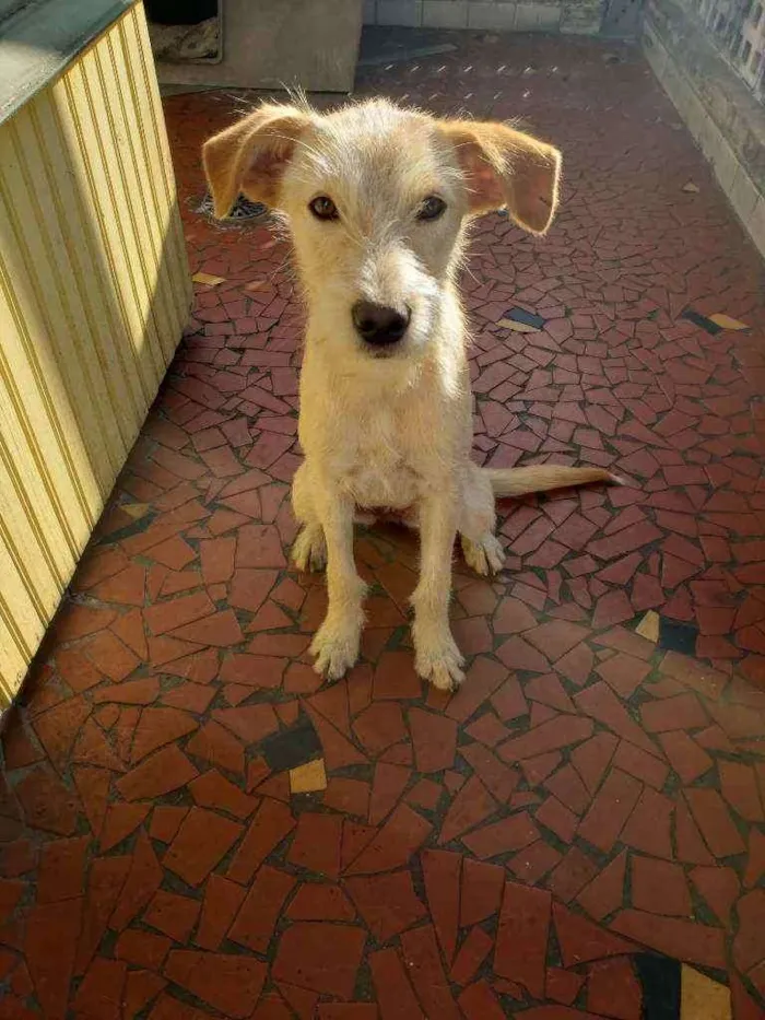 Cachorro ra a Srd idade 7 a 11 meses nome Macadâmia