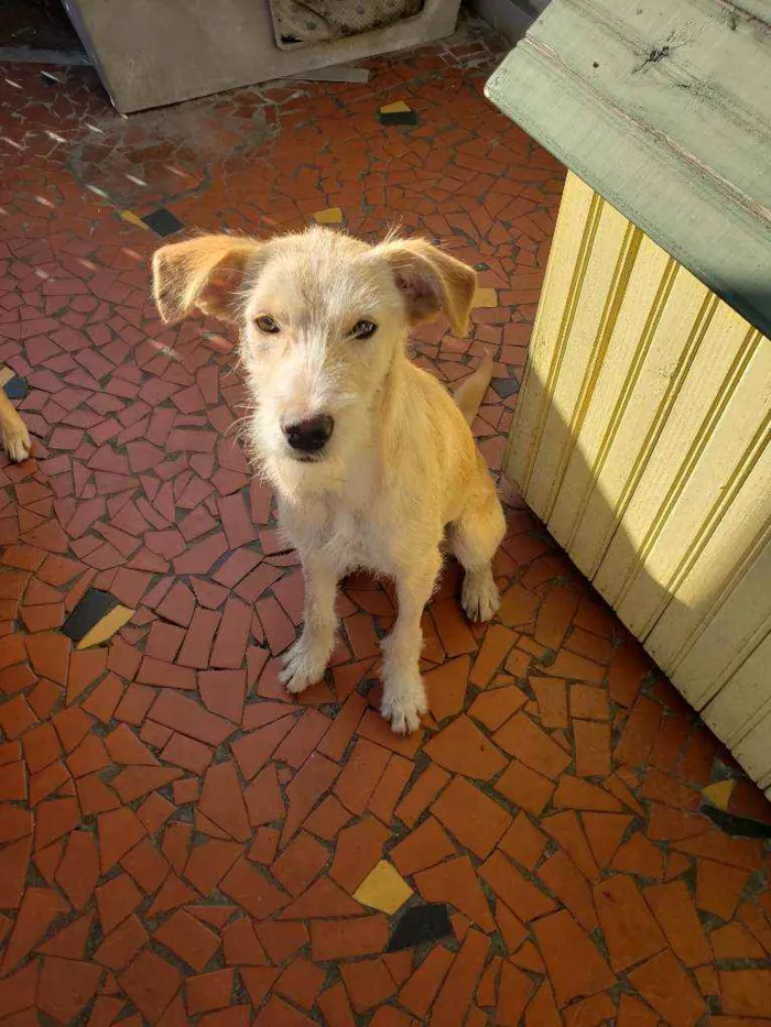 Cachorro ra a Srd idade 7 a 11 meses nome Macadâmia