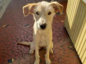 Cachorro raça Srd idade 7 a 11 meses nome Macadâmia