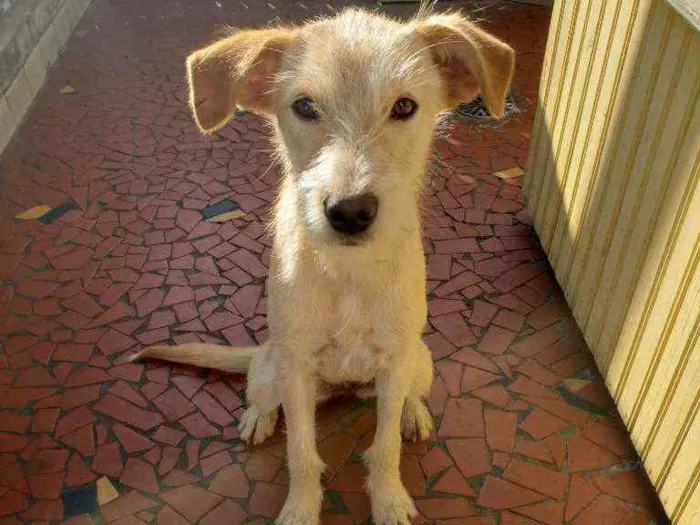 Cachorro ra a Srd idade 7 a 11 meses nome Macadâmia