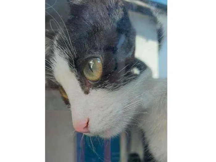 Gato ra a Nao tem idade 2 a 6 meses nome Frajola
