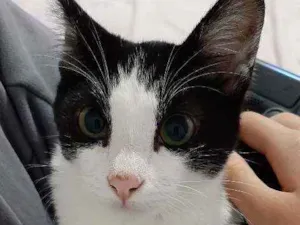 Gato raça Nao tem idade 2 a 6 meses nome Frajola
