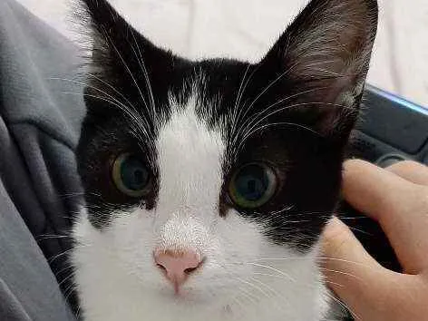 Gato ra a Nao tem idade 2 a 6 meses nome Frajola