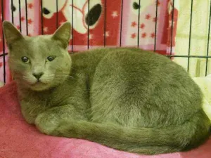 Gato raça Srd idade 1 ano nome Melissa
