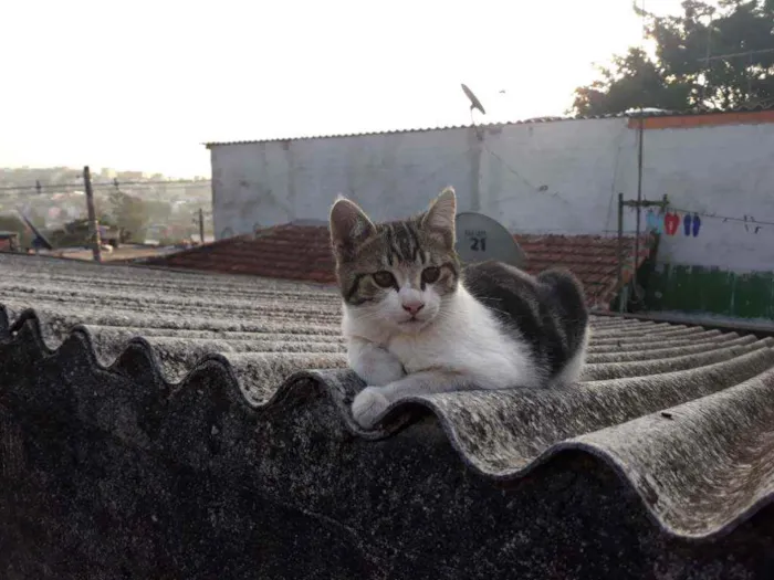 Gato ra a S/D idade 2 a 6 meses nome Belinho