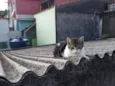 Belinho