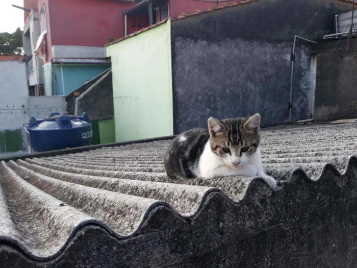 Gato ra a S/D idade 2 a 6 meses nome Belinho