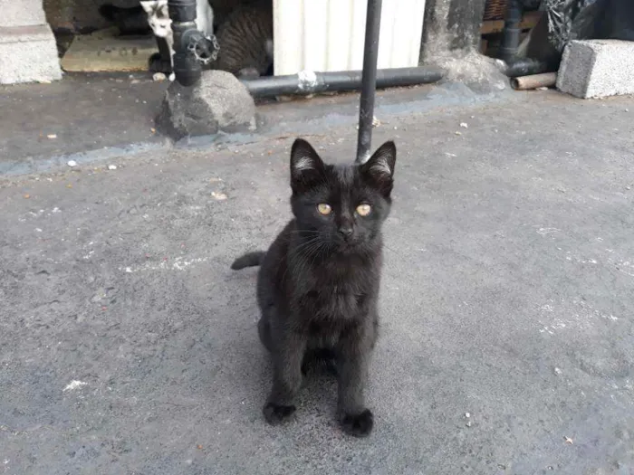 Gato ra a S/D idade 2 a 6 meses nome Pretinha
