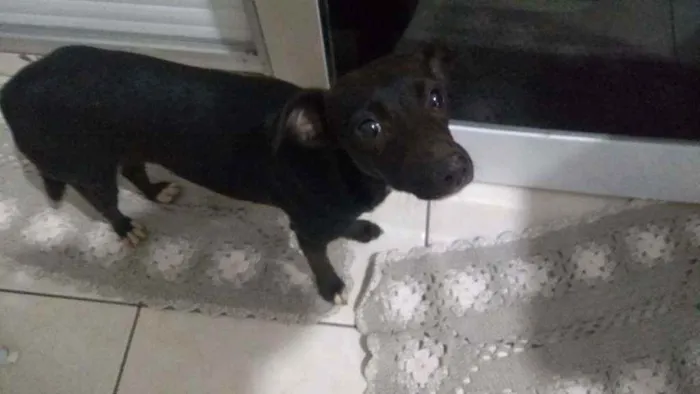 Cachorro ra a Não tem idade 2 a 6 meses nome Não tem