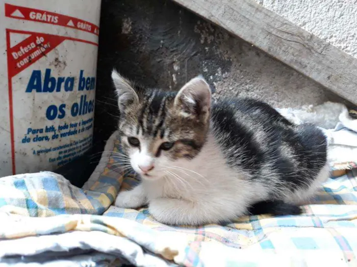 Gato ra a S/D idade 2 a 6 meses nome Belinho