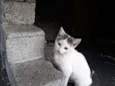 Preciosa
