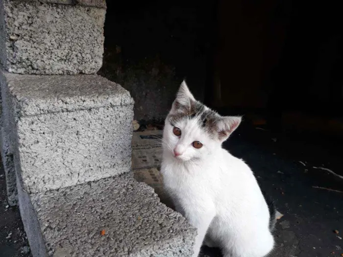 Gato ra a S/D idade 2 a 6 meses nome Preciosa