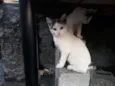 Preciosa