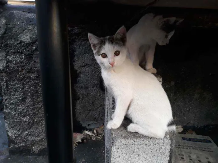Gato ra a S/D idade 2 a 6 meses nome Preciosa