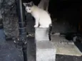 Preciosa