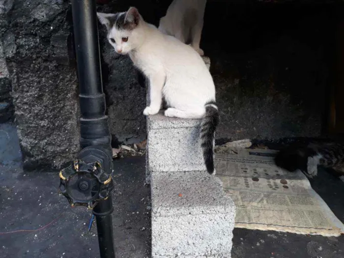 Gato ra a S/D idade 2 a 6 meses nome Preciosa