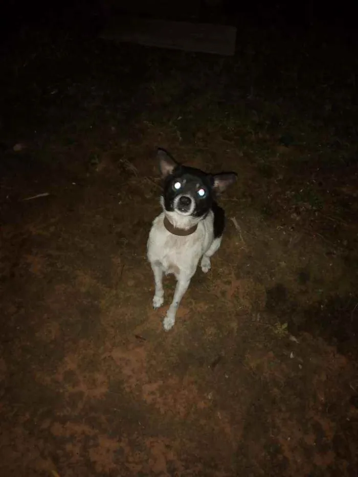 Cachorro raça Virá lata idade 2 anos nome Preta