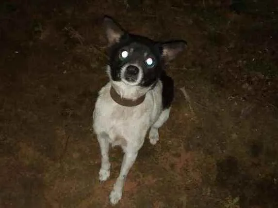 Cachorro raça Virá lata idade 2 anos nome Preta