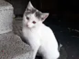 Preciosa