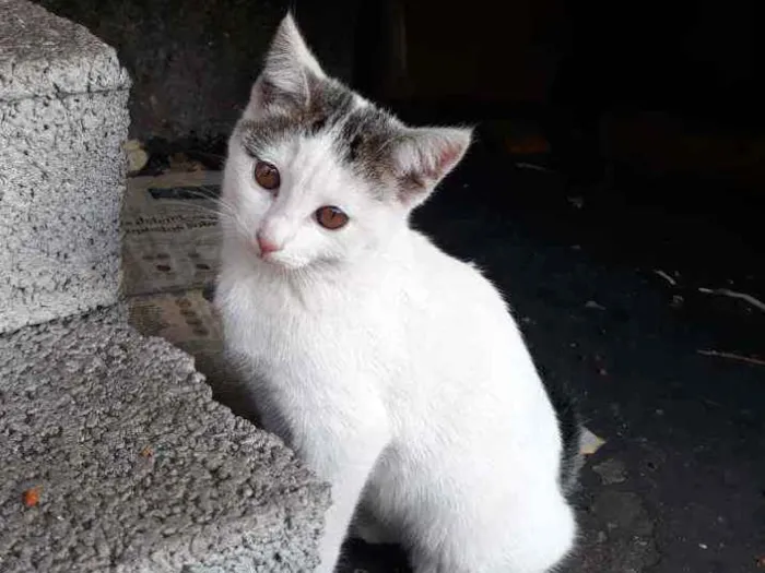 Gato ra a S/D idade 2 a 6 meses nome Preciosa
