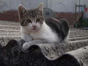 Gato raça S/D idade 2 a 6 meses nome Belinho