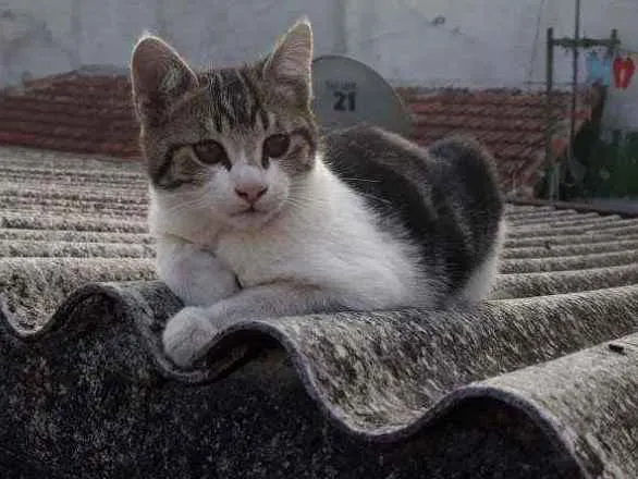 Gato ra a S/D idade 2 a 6 meses nome Belinho