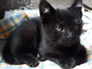 Gato raça S/D idade 2 a 6 meses nome Pretinha