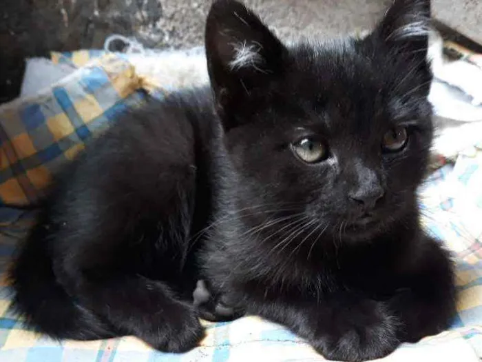 Gato ra a S/D idade 2 a 6 meses nome Pretinha