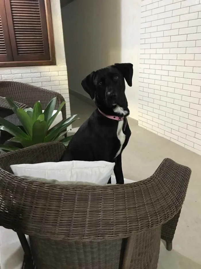 Cachorro ra a Lavrador idade 2 anos nome Nina