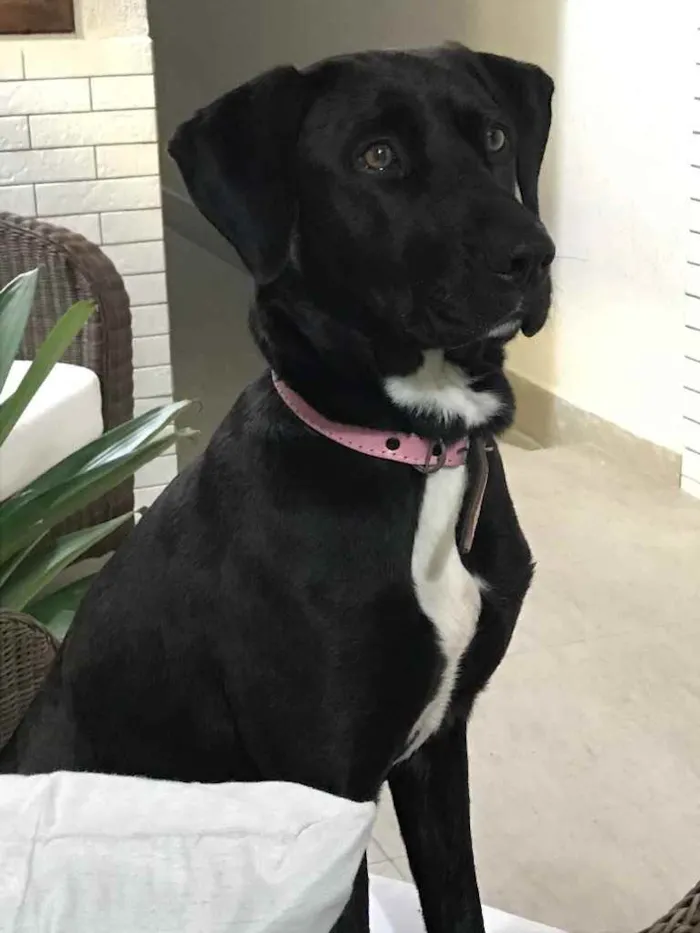 Cachorro ra a Lavrador idade 2 anos nome Nina