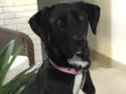 Nina