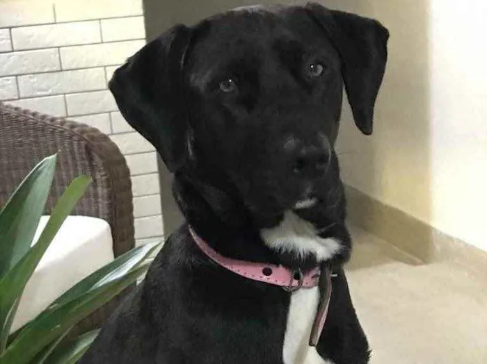 Cachorro ra a Lavrador idade 2 anos nome Nina