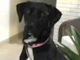 Nina