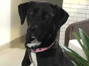 Cachorro raça Lavrador idade 2 anos nome Nina