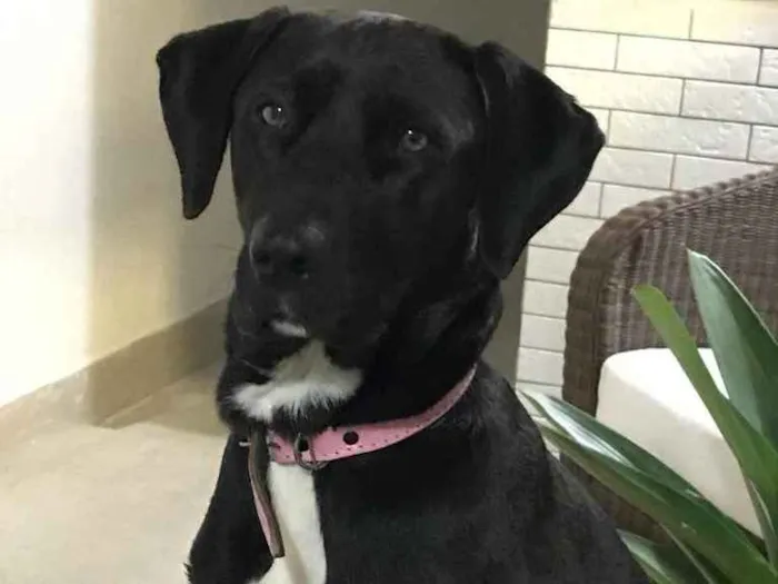 Cachorro ra a Lavrador idade 2 anos nome Nina