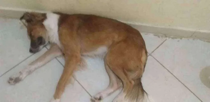 Cachorro ra a  idade 1 ano nome Betovem 