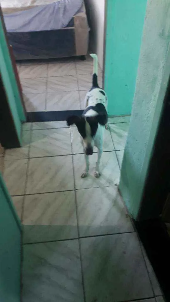 Cachorro ra a  idade  nome Bela