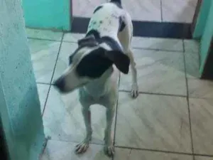 Cachorro raça  idade  nome Bela