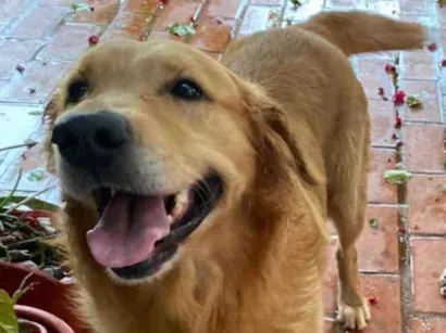 Cachorro raça Golden retriever  idade 3 anos nome Marley