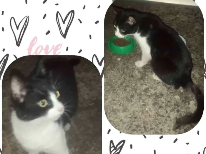 Gato ra a  idade 2 a 6 meses nome Não tem