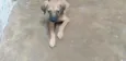 Pipito