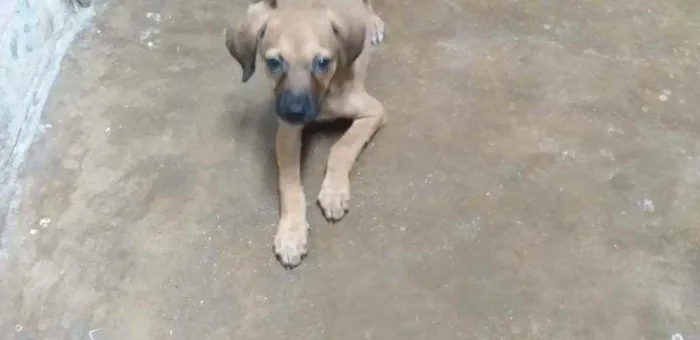Cachorro ra a Vira lata idade 2 a 6 meses nome Pipito