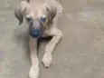 Pipito